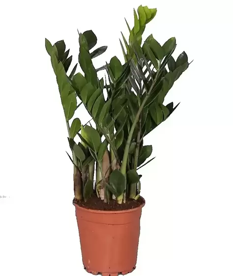 Zamioculcas zamiifolia 17cm