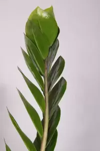 Zamioculcas zamiifolia 24cm - image 2