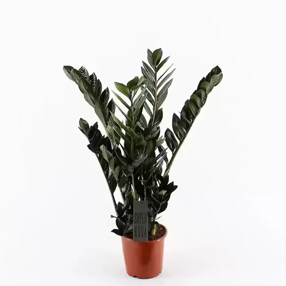 Zamioculcas zamiifolia 'Super Nova' 21cm