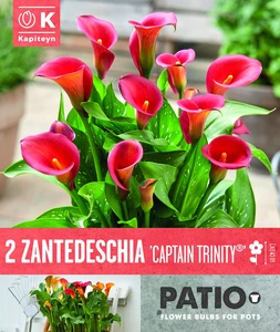 Zantedeschia Captain Trinity