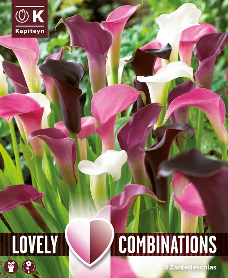 Zantedeschia Pink, Black & White Mix