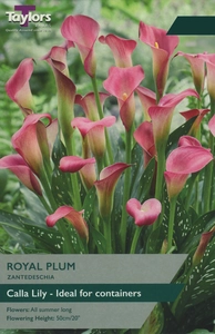 Zantedeschia Royal Plum