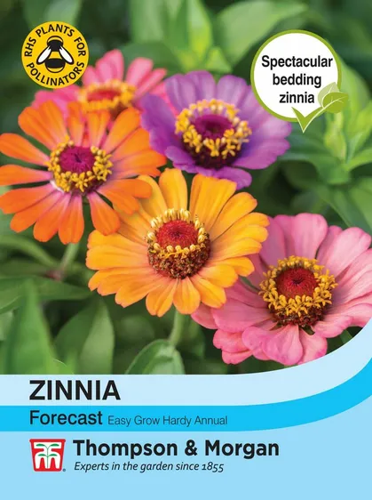 Zinnia Forecast - image 1