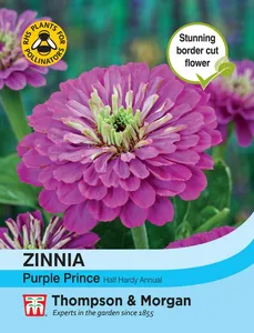 Zinnia Purple Prince - image 1